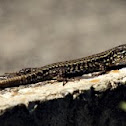 Lizard