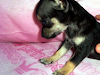 Hermosas Chihuahuenas Hembras En Venta