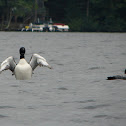 Common Loon