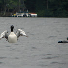Common Loon