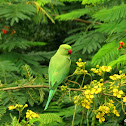 Parakeet