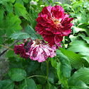 Wild rose