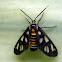 Tiger Moth