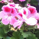 regal geranium