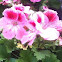regal geranium