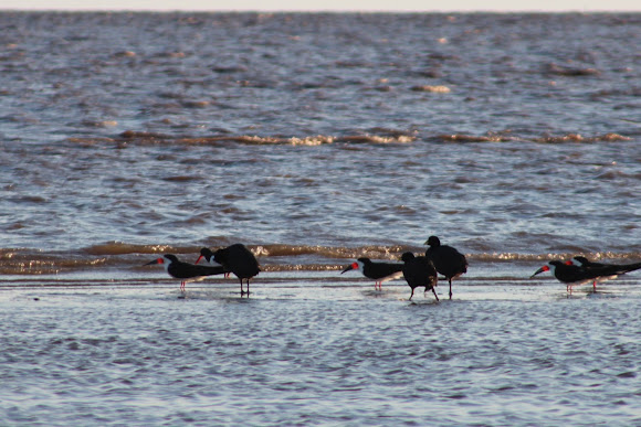 Spotting Image 1