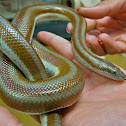 Rosy Boa