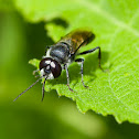 Crabronid wasp