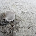 Spider nest