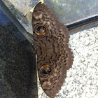 owl moth