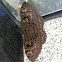 owl moth