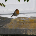 European Robin