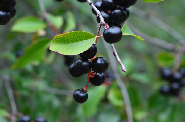 Wild black cherry (Capulin) | Project Noah