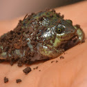 Marbled Snout-burrower