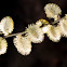 Salix