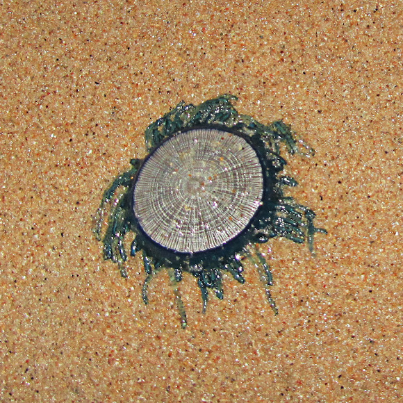 Spotting Image 1