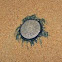 Blue Button