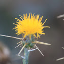 Yellow Star Thistle