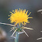 Yellow Star Thistle