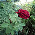 Rosa roja