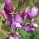 Beach Pea