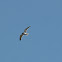 Ring-billed Gulls