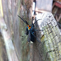 Virginia Ctenucha