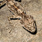 Leaf-tailed Gecko