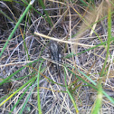 Grasshopper