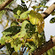 Leichhardt Tree or Cheesewood