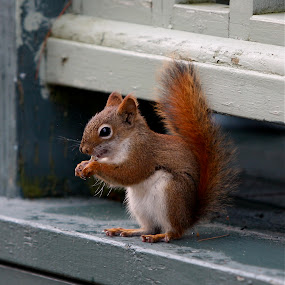by Jeannette Thalmann-Bendeth - Animals Other Mammals