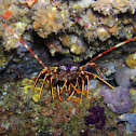 Spiny lobster