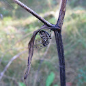European garden spider