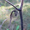 European garden spider
