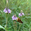Blue Vervain