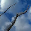 Ocotillo