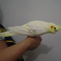 Calopsita