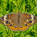Common Buckeye