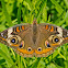 Common Buckeye