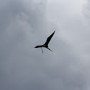 Magnificent frigatebird