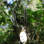 Golden Orb Web Spider