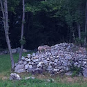 Wolf, lupo