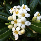 Japanese mock-orange