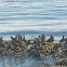 Black Turnstone