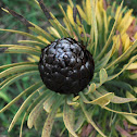 protea