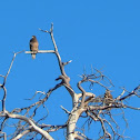 Bald Eagle Juveniles