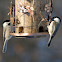 Black-Capped Chickadee