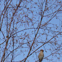 Bohemian Waxwing, Tilhi
