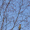 Bohemian Waxwing, Tilhi