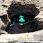 Six Spotted Tiger Beetle